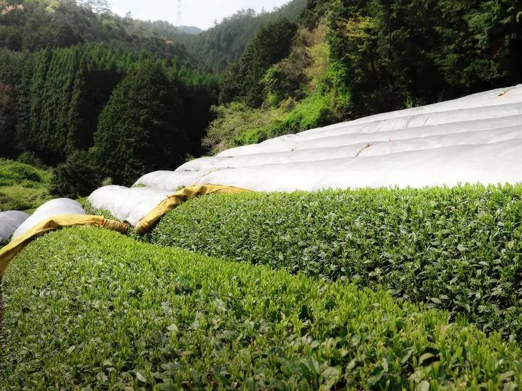 Beschattete Teefelder von Nagatani Tea in einem Bergtal in Ujitawara bei Kyoto.